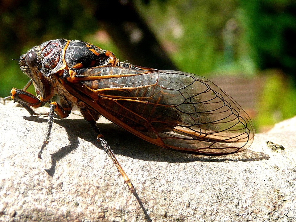"Cicadas" are set to emerge in 2024 The world hasn't seen anything