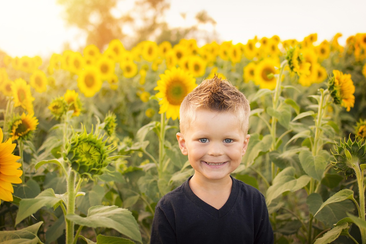 little boy, sunflower field, sunflowers