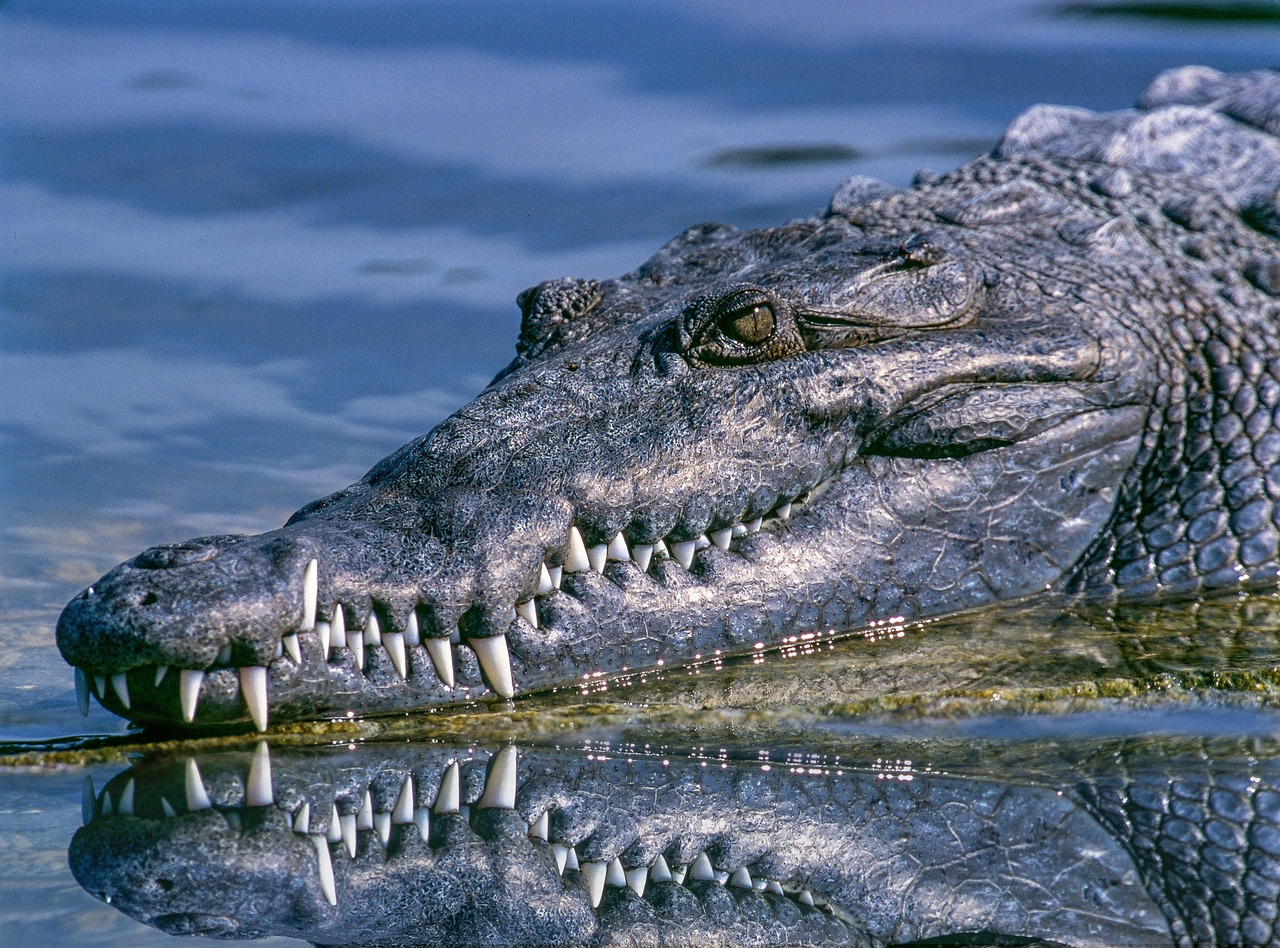 A crocodile lies still with its head exposed in blue waters during daylight.